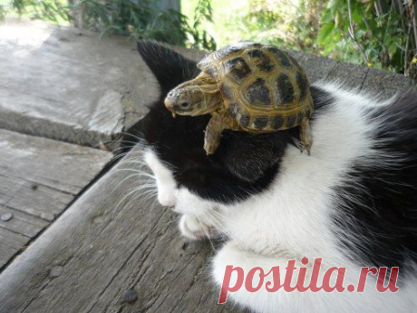 Одноклассники