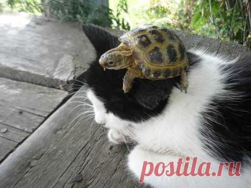 Одноклассники