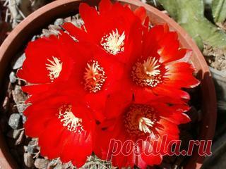 Болезни азалии: почему сбрасывает листья, засыхает и не цветет? Как спасти и реанимировать?