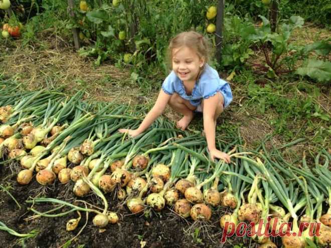 Теперь я каждый год получаю большой урожай лука: 4 простых совета
