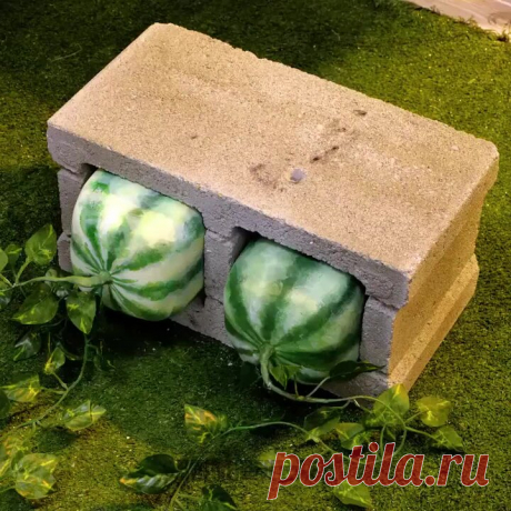 Умные советы по садоводству для растений открытого и закрытого грунта | БЕРИ И ДЕЛАЙ – Дети | Дзен