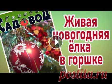Вы решили поставить на Новый год дома живую ёлку в горшке? Как выбрать, как содержать и как сохранить живую ёлку в горшке до высадки на постоянное мес...