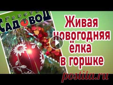 Вы решили поставить на Новый год дома живую ёлку в горшке? Как выбрать, как содержать и как сохранить живую ёлку в горшке до высадки на постоянное мес...