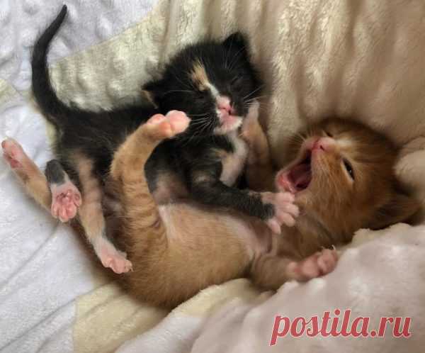 Котята несколько дней выживали на улице в обнимку, пока не подоспела помощь Два крохотных котёнка оказались предоставлены сами себе на улицах города Финикс, штат Аризона. Они выживали, как могли, пока не попались на глаза спасательной группе.
 
Месяц назад Мелинда Блейн, соучредитель Bottle Baby Fosters, узнала о брошенных котятах с раненными лапками. Их маму-кошку ни