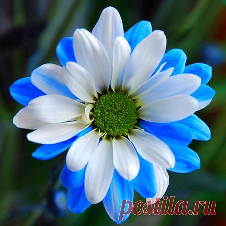 Нежные хризантемы