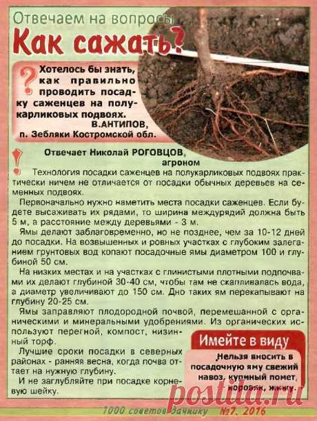 Как сажать саженцы на полукарликовых подвоях