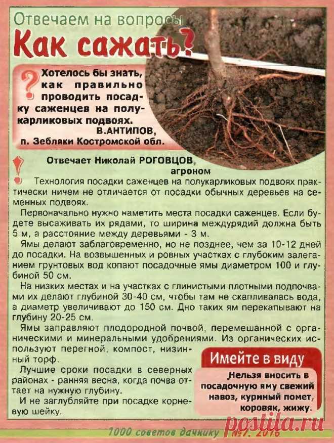 Как сажать саженцы на полукарликовых подвоях
