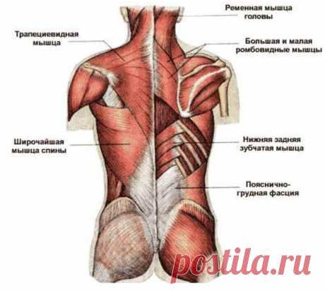 Поясничная мышца — утроба для почек