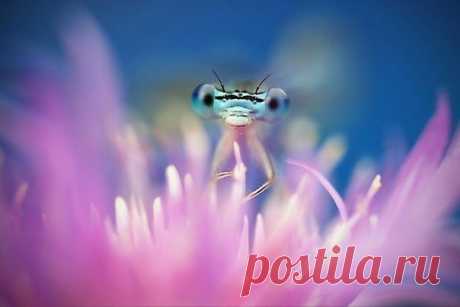 Любопытные стрекозы в неожиданно милой фотосессии Типли Ремуса