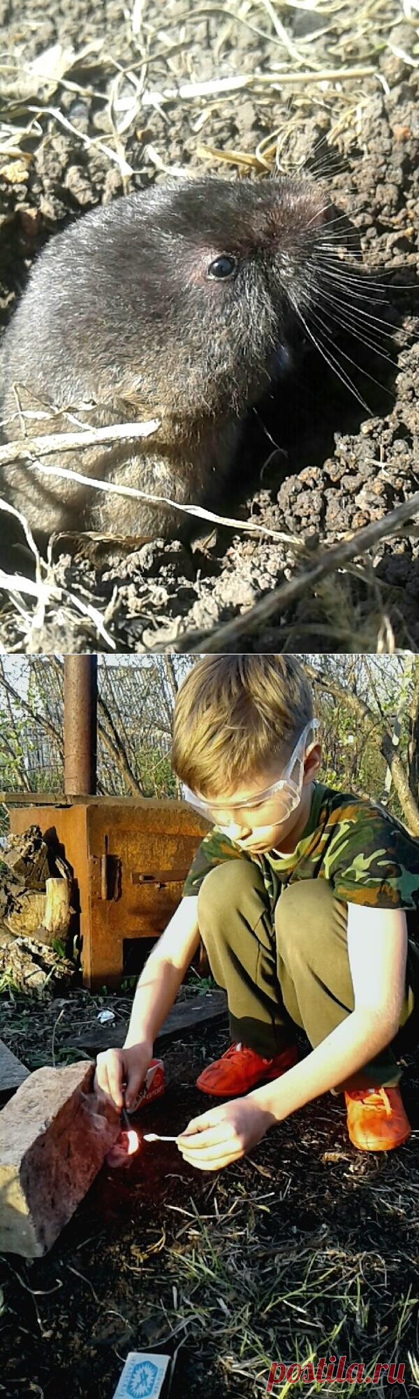 Как избавиться на даче от слепышей, кротов, землероек и хомяков. Секрет громкий и действенный