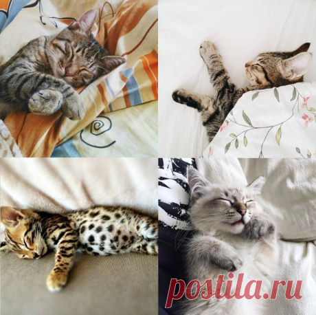Спать пора: проводим каникулы, как котики - Леди Mail.Ru