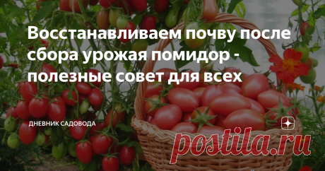 Восстанавливаем почву после сбора урожая помидор - полезные совет для всех В этом году летние месяцы не радовали, то дожди, то холод. И больше всего от капризов погоды пострадали теплолюбивые растения – огурцы, помидоры и многие другие. Большинство культур истощают почву и после сбора урожая необходимо провести восстановительные мероприятия. Вот о них и пойдёт речь в статье.
Основные задачи
Выше я уже сказал о том, что помидоры истощают грунт, однако это не единственная