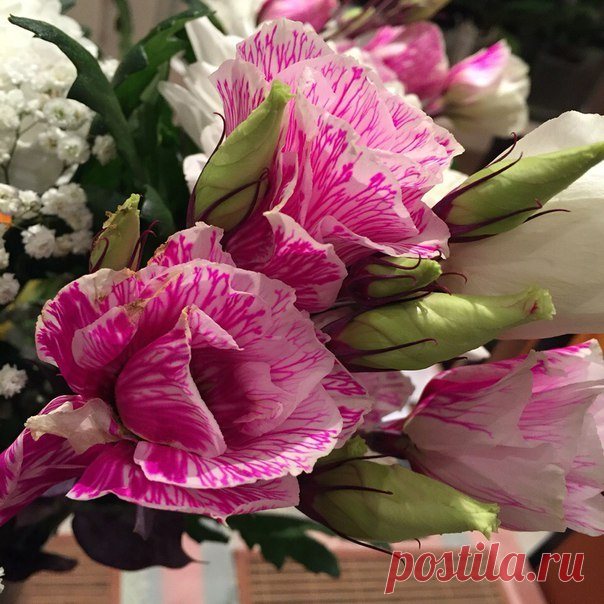 КАКОЙ СЕГОДНЯ ПРАЗДНИК? 24 Июня 2016 г. – Пятница • День разноцветных стекол • День Чувашской республики 21 год • День Парада Победы 1945 года 71 год • День независимости - Шотландия 702 года • День работников машиностроительной промышленности - Азербайджан • День Квебека - Канада • День индейцев - Перу • Именины у Ефрема, Варфоломея, Варнавы, Марии • День Варфоломея и Варнавы • Иван Купала (по старому стилю)