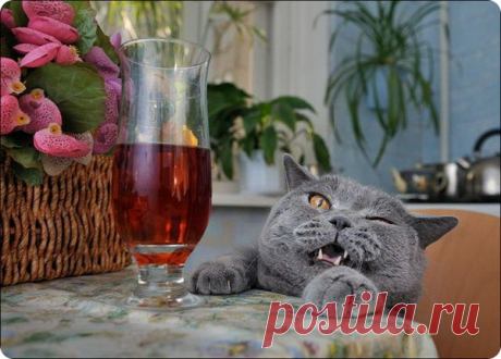 Кошки и валерьянка — афродизиак или наркотик? -