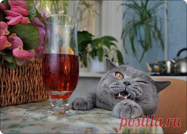 Кошки и валерьянка — афродизиак или наркотик? -