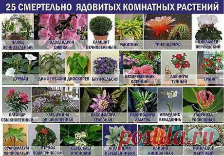 Смертельно ядовитые комнатные растения