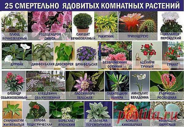 Смертельно ядовитые комнатные растения