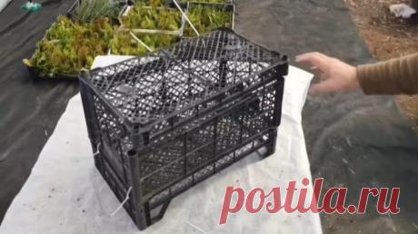 Парничок из обыкновенных пластиковых ящиков