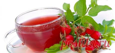 Польза и вред отвара шиповника: полезные свойства растения для организма