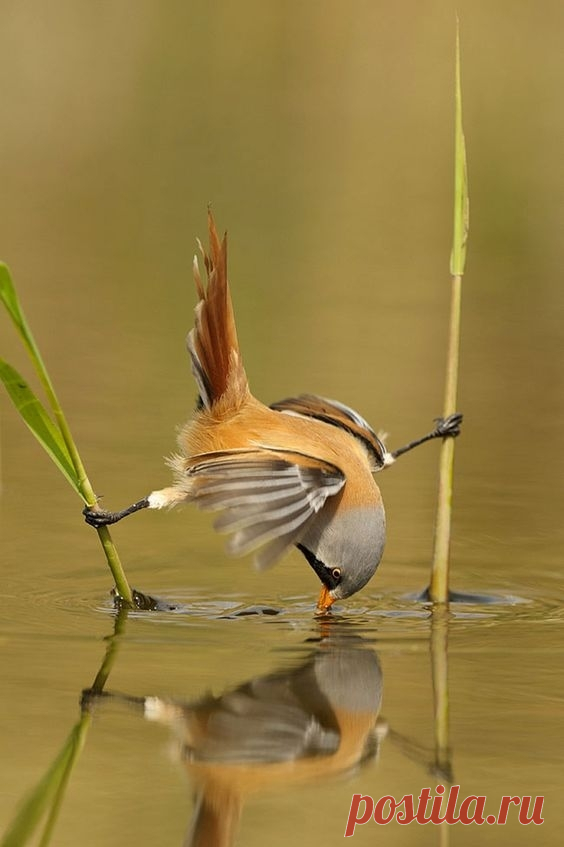 (3) Мой Мир@Mail.Ru