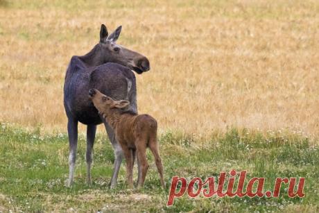«Лосиха с лосенком вышли на опушку из леса. Не заметив нас, детеныш бросился сосать молоко, и лишь насытившись, оглянулся на щелчки затвора камеры» – рассказывает Карина Каренина (nat-geo.ru/community/user/221145/), которая сделала этот снимок.