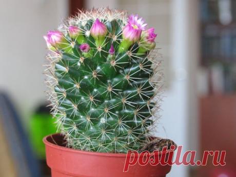 Учимся самостоятельно пересаживать кактусы в домашних условиях