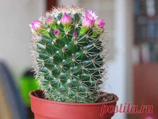 Учимся самостоятельно пересаживать кактусы в домашних условиях