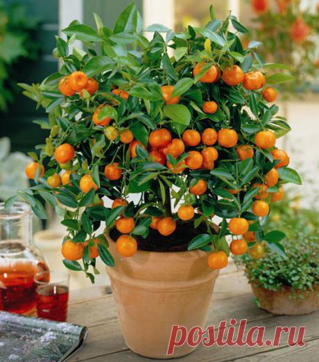 Kako uzgojiti drvo pomorandze iz koštice. Korisni saveti. – Izaberi Zdravo