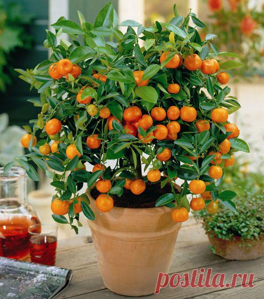 Kako uzgojiti drvo pomorandze iz koštice. Korisni saveti. – Izaberi Zdravo