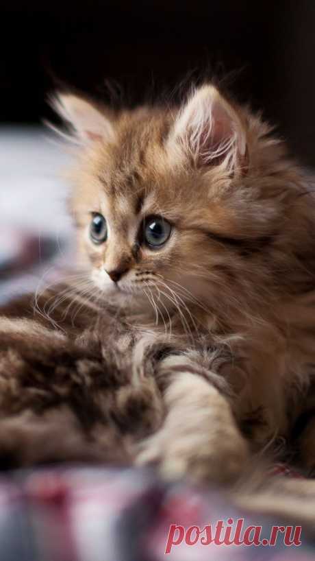 Download Wallpaper 1080x1920 kitten, fluffy, look Sony Xperia Z1, ZL, Z, Samsung Galaxy S4, HTC One HD Background