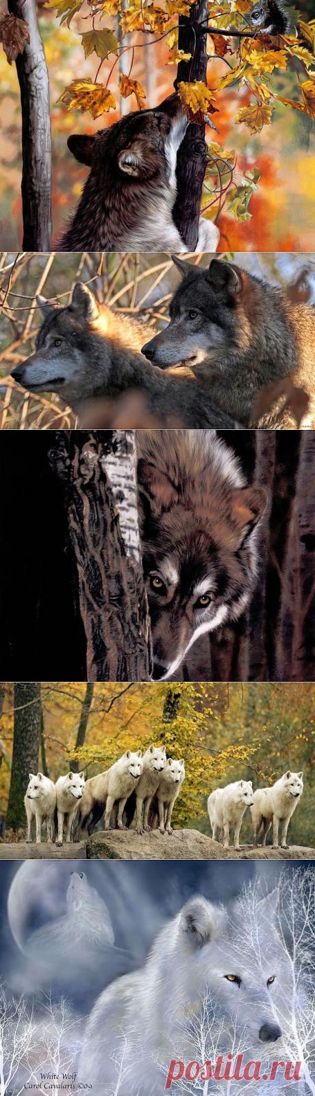 Обои на рабочий стол - Волки.
