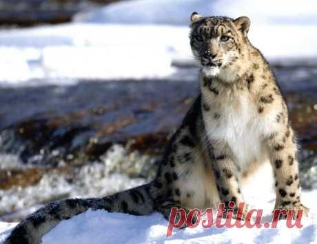 животные  Казахстана - Поиск в Google Ирбис