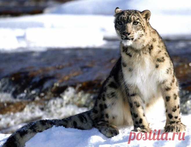 животные  Казахстана - Поиск в Google Ирбис