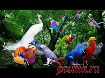 28 самых ярких и красивых птиц мира