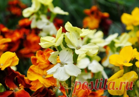 Пронзительная простота желтушников