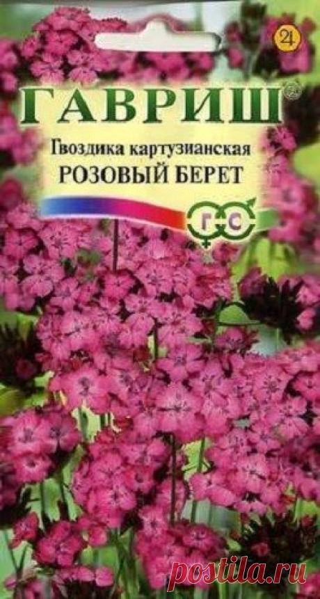 Гвоздика картузианская "Розовый берет"