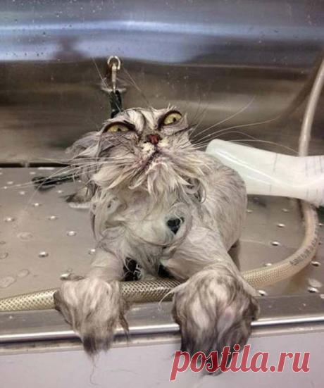 Трагедии свежевымытых котов / Питомцы