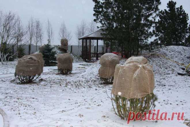Лучшие материалы для зимнего укрытия растений | Дела огородные (Огород.ru)