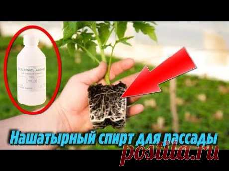 НАШАТЫРНЫЙ СПИРТ для рассады ТОМАТОВ и ПЕРЦЕВ Зачем и как ПОДКАРМЛИВАТЬ РАСТЕНИЯ - YouTube