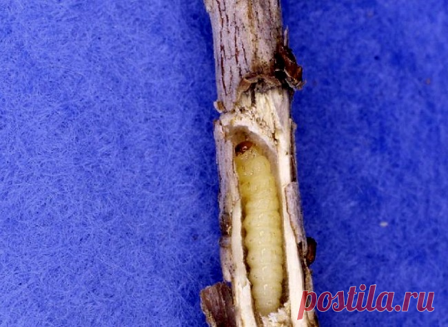 Боремся со стеклянницей на смородине и крыжовнике