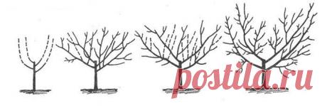 Обрезка персика