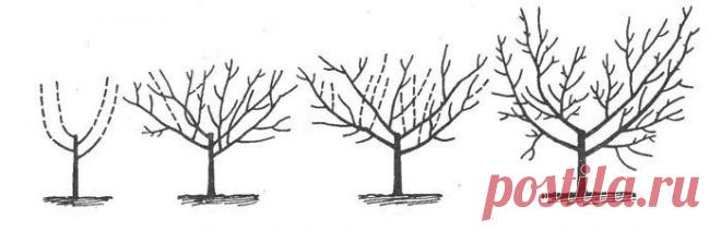 Обрезка персика