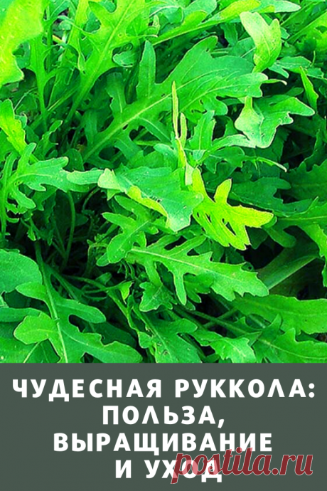 Поговорим о рукколе. Широко разрекламированная пряность считается чем-то очень изысканным и стоит немалых денег, в то время, как ее очень просто вырастить.