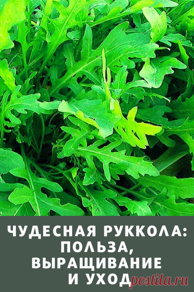 Поговорим о рукколе. Широко разрекламированная пряность считается чем-то очень изысканным и стоит немалых денег, в то время, как ее очень просто вырастить.