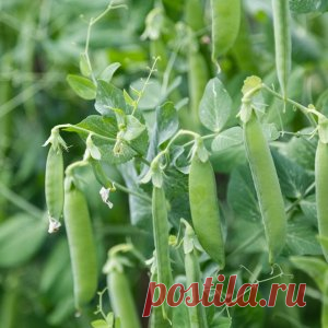 5 самых урожайных культур для огорода