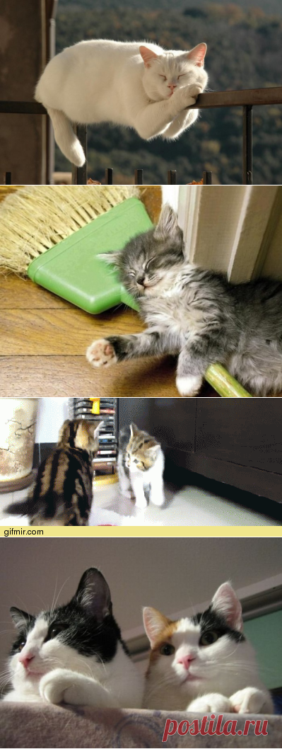 Обязанности кота по дому