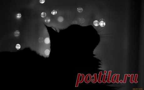 Скачать обои животные, коты, кот, силуэт из раздела Животные, в разрешении 1920x1200