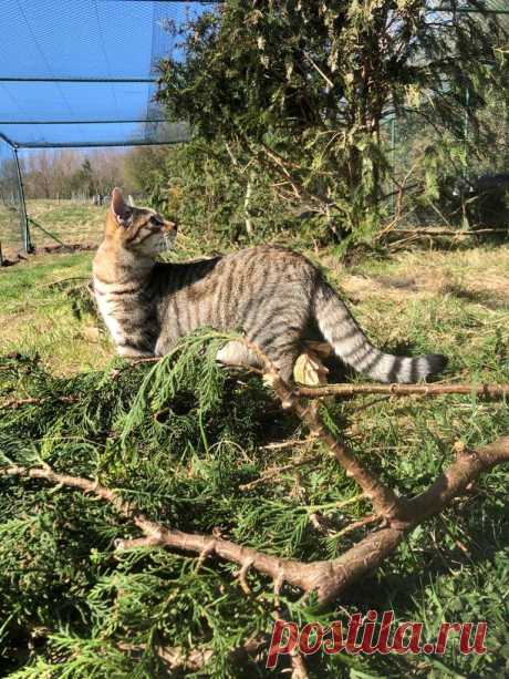 News — Wildcat Haven