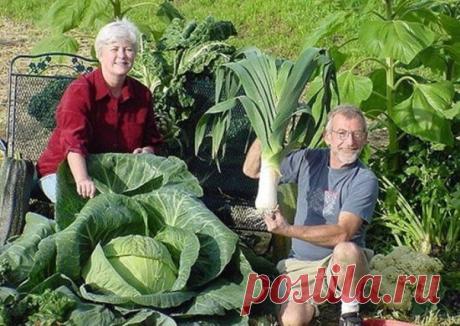 Запись на стене ПОЛНОЕ СОБРАНИЕ ДАЧНЫХ ХИТРОСТЕЙ ДЛЯ САДОВОДОВ И ОГОРОДНИКОВ&#33; 1. Свекла любит полив методом дождевания и частые, но осторожные рыхления. 2. После второго прореживания свеклу подкармливают минеральными удобрениями. 3. Лучше всего свекла растет на нешироких грядках, шириной в 3 ряда..