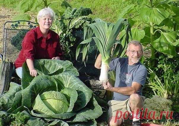 Запись на стене ПОЛНОЕ СОБРАНИЕ ДАЧНЫХ ХИТРОСТЕЙ ДЛЯ САДОВОДОВ И ОГОРОДНИКОВ! 1. Свекла любит полив методом дождевания и частые, но осторожные рыхления. 2. После второго прореживания свеклу подкармливают минеральными удобрениями. 3. Лучше всего свекла растет на нешироких грядках, шириной в 3 ряда..